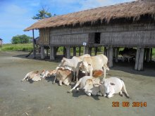 Laika Rikbi village 